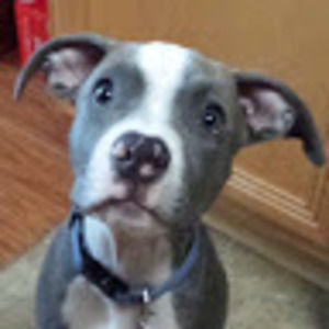 Meet your Posher, Allen